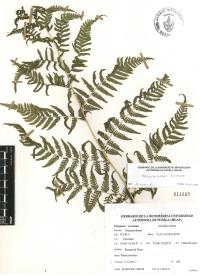 Macrothelypteris torresiana image